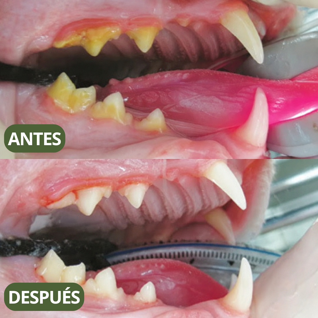 Kitly™ Sticks Dentales de Silvervine