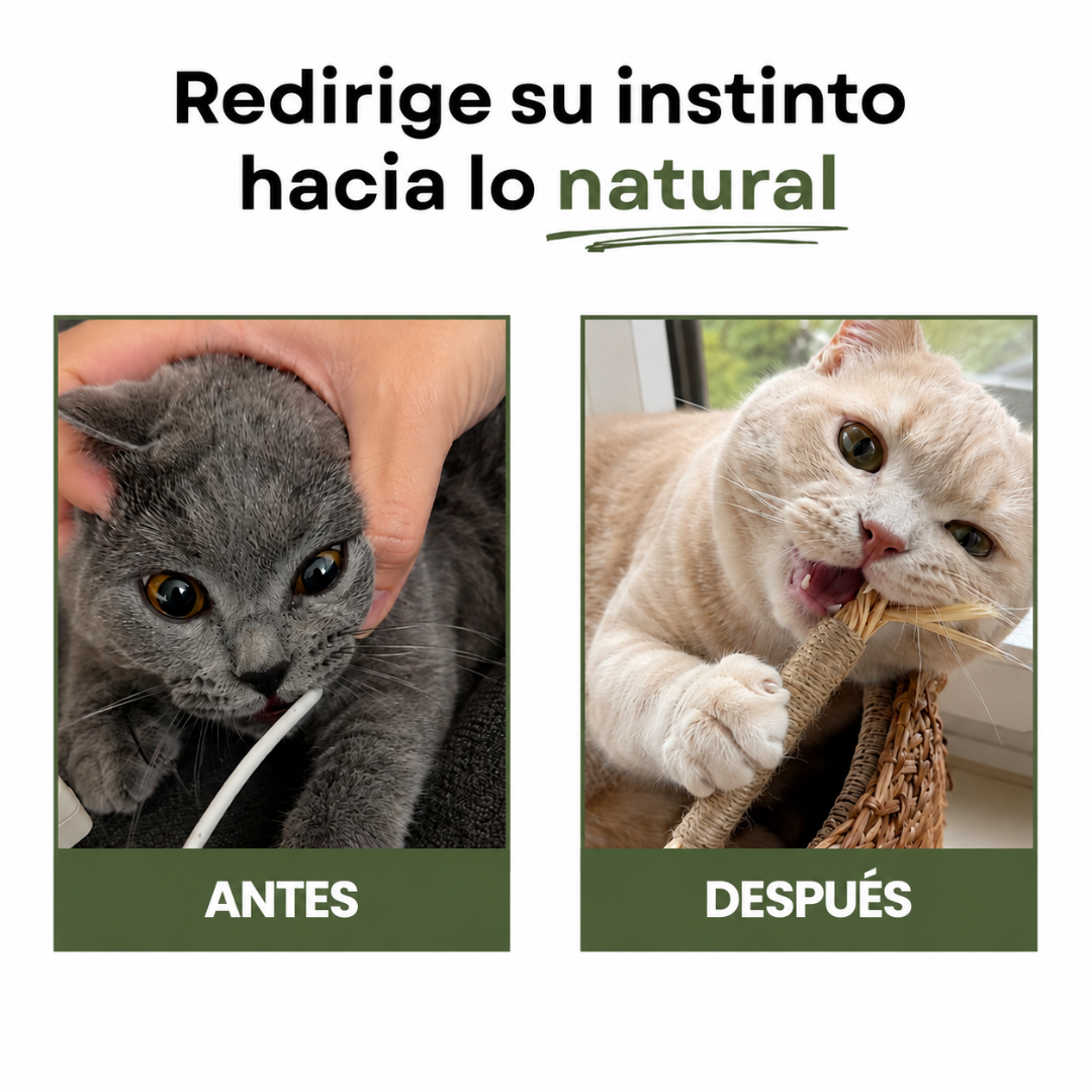 Kitly™ Sticks Dentales de Silvervine
